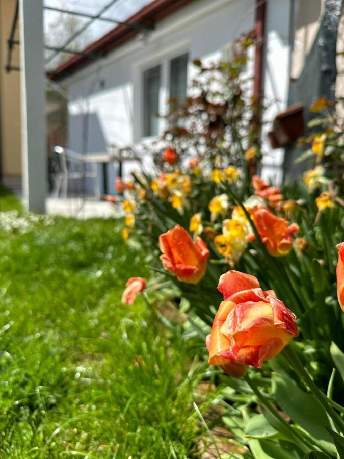 Apartmani Emily & Jully Nikšić المظهر الخارجي الصورة